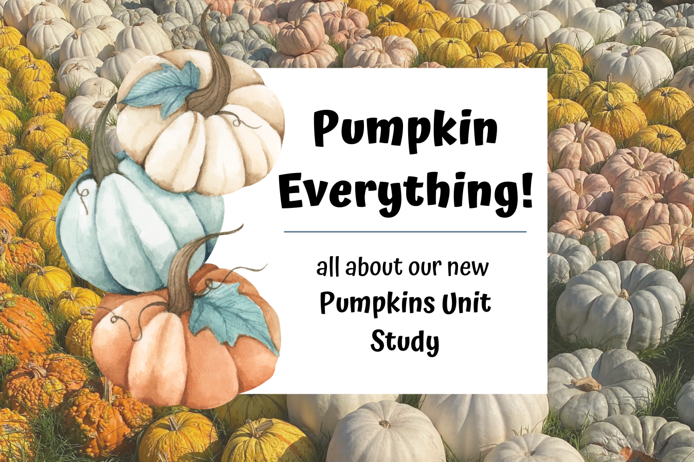 Blog feature image: Pumpkin everything about our pumpkins unit study.