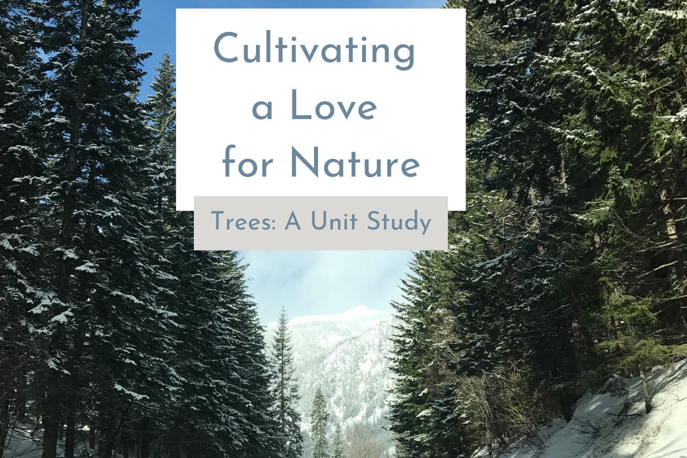 Blog feature image: Cultivating a love of nature about our trees unit study.
